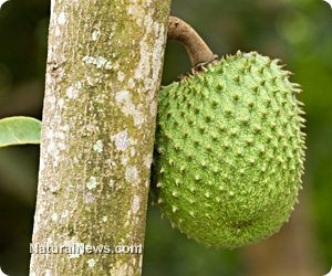Guyabano-Fruit